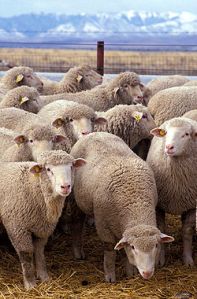 رجاء الخروف  قصيدة تأليف الأخ / رشاد ولسن 250px-flock_of_sheep